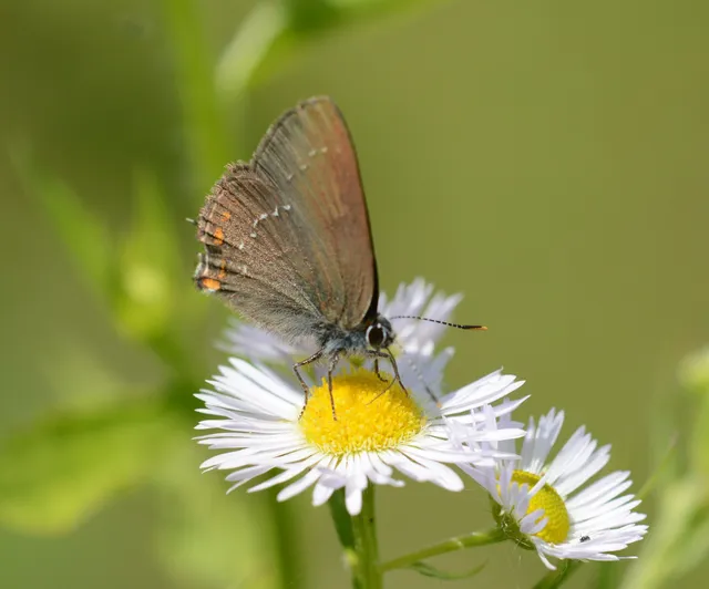 Satyrium ilicis - tölgyfa-csücsköslepke