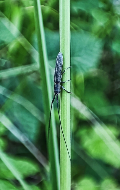 Calamobius filum - hosszúcsápú szalmacincér