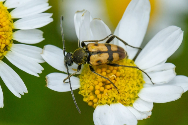Pachytodes erraticus - rajzos virágcincér