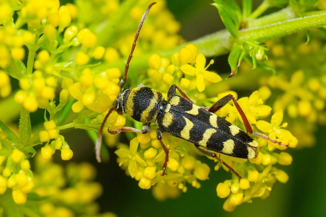 Echinocerus floralis - lucerna-darázscincér