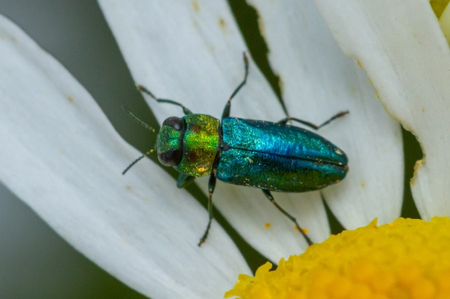 Anthaxia signaticollis - keleti virágdíszbogár