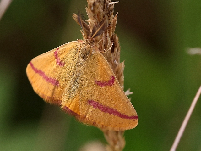 Lythria purpuraria - bíborsávos araszoló