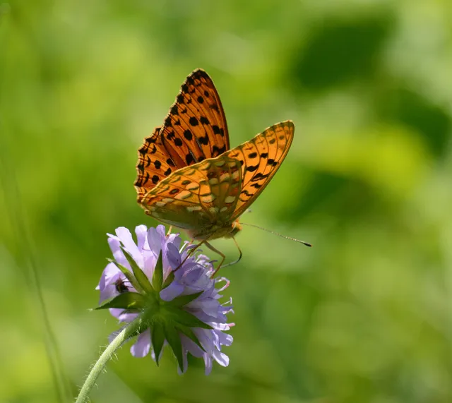 Argynnis adippe - ezüstös gyöngyházlepke