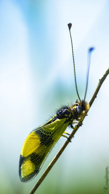 Libelloides macaronius - keleti rablópille