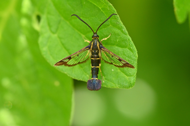 Sesiidae - szitkárfélék