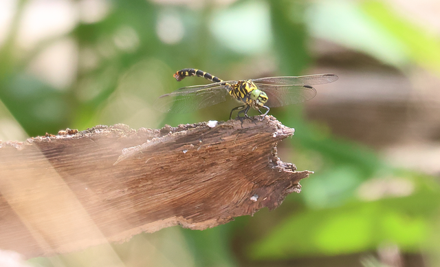 Onychogomphus forcipatus - gyűrűs folyami-szitakötő