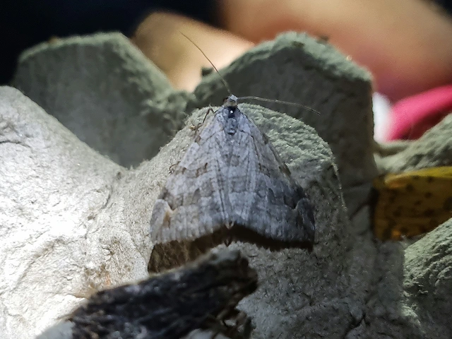 Aplocera plagiata - szürke csíkosaraszoló
