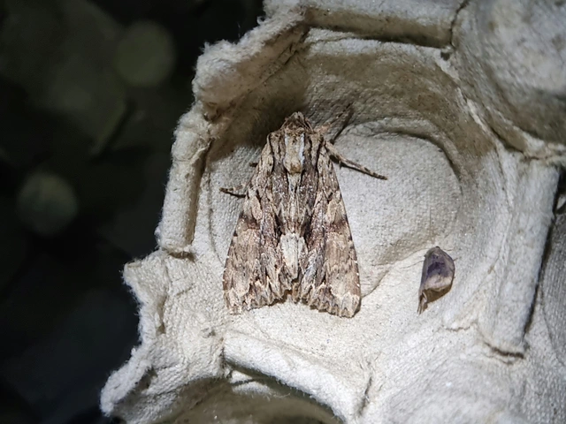 Apamea monoglypha - nagy dudvabagoly