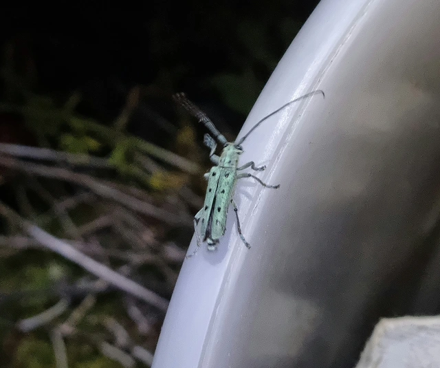 Saperda octopunctata - nyolcpontos cincér