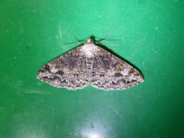 Alcis repandata - foltos faaraszoló