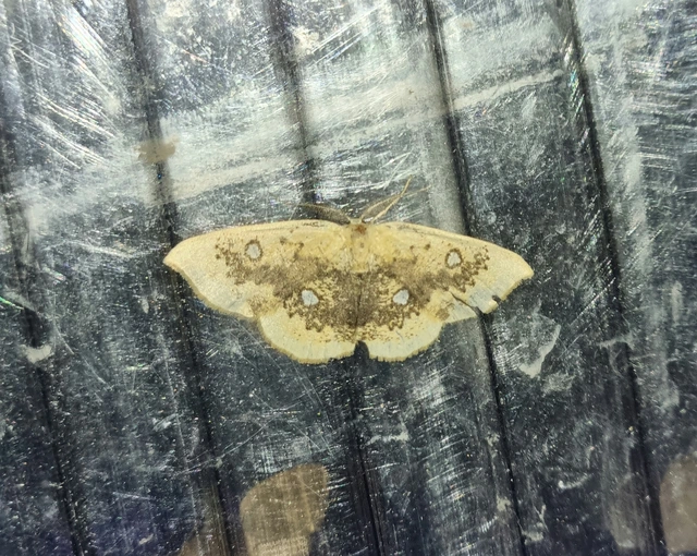 Cyclophora albiocellaria - juhar-pettyesaraszoló