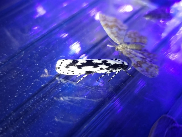 Ethmia