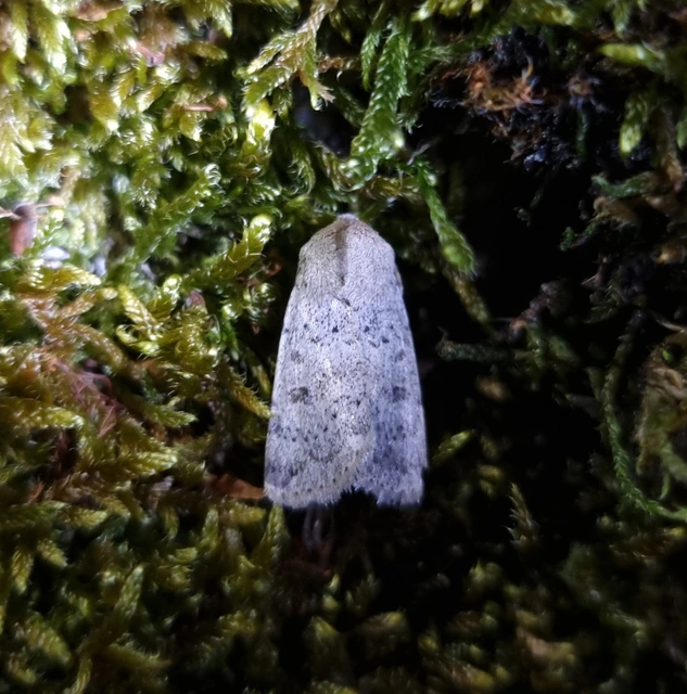 Hoplodrina respersa - bogáncs-selymesbagoly