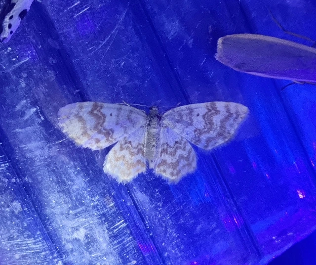 Hydrelia flammeolaria - narancssárga araszoló