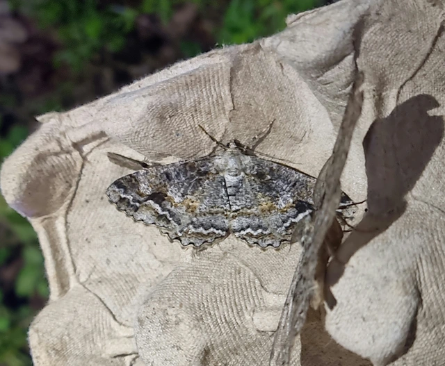 Alcis repandata - foltos faaraszoló