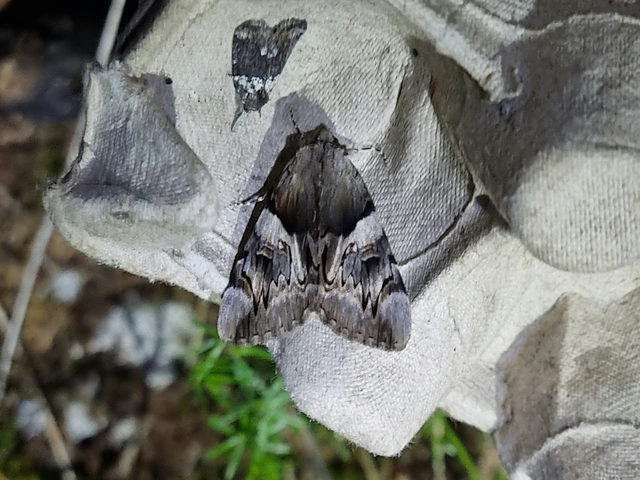 Catocala fulminea - galagonya-övesbagoly