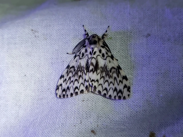 Lymantria monacha - apácalepke
