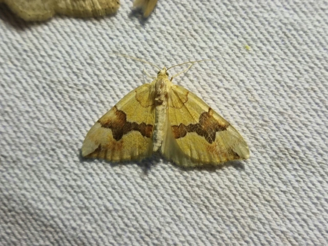 Cidaria fulvata - rózsaaraszoló