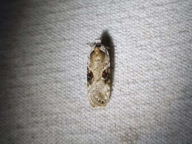 Agonopterix alstromeriana - bürök-laposmoly