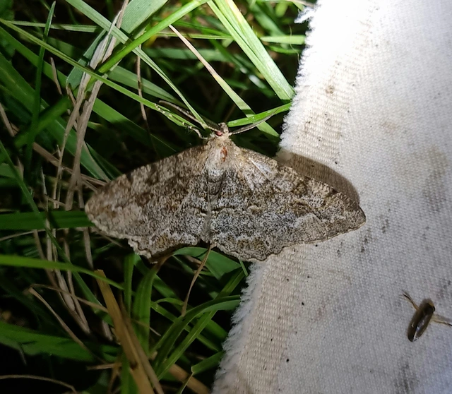 Alcis repandata - foltos faaraszoló
