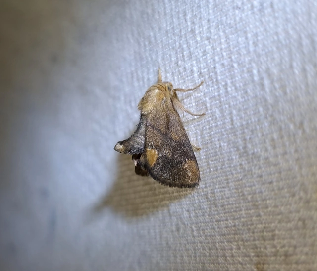 Apoda limacodes - kagylólepke