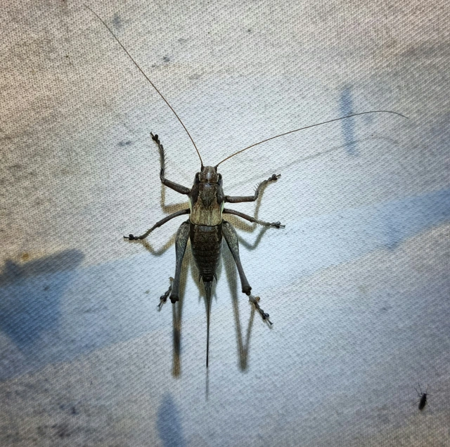 Pholidoptera aptera - nagy avarszöcske