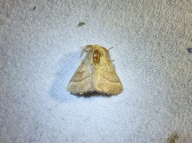 Malacosoma neustria - gyűrűsszövő