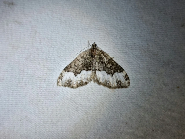 Euphyia biangulata - szegletes tarkaaraszoló