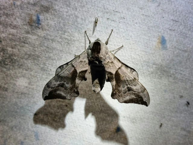 Smerinthus ocellatus - esti pávaszem