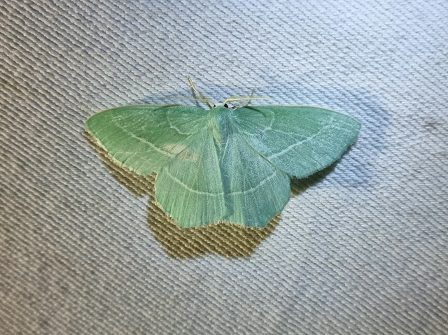 Hemistola chrysoprasaria - kékes zöldaraszoló