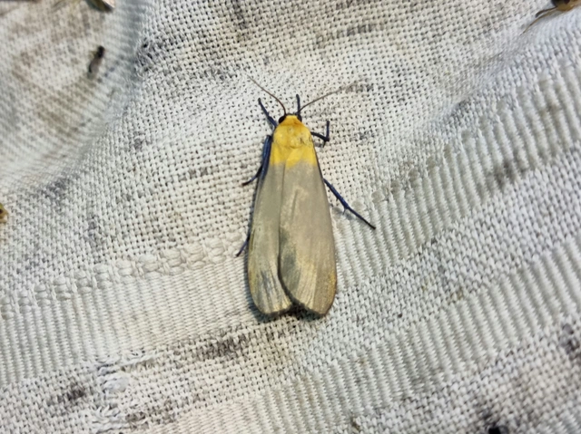 Lithosia quadra - négypettyes zuzmószövő
