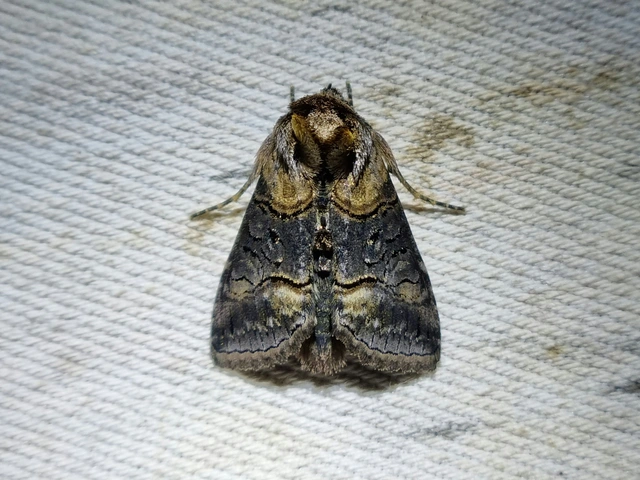 Abrostola asclepiadis - barnaövű csalánbagoly