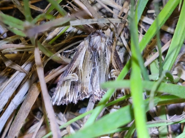 Actinotia polyodon - nagy sugarasbagoly