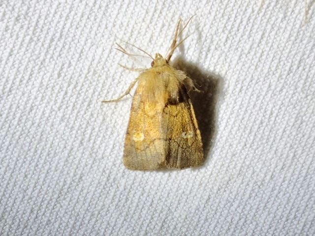 Eriopygodes imbecilla - butabagoly