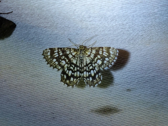 Chiasmia clathrata - rácsos rétiaraszoló