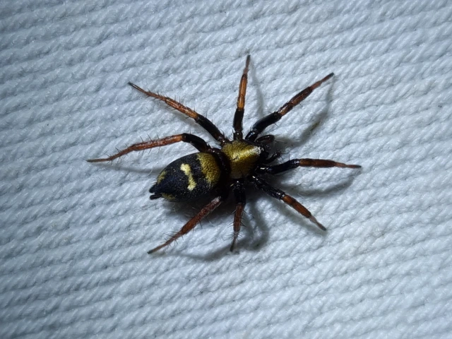 Callilepis