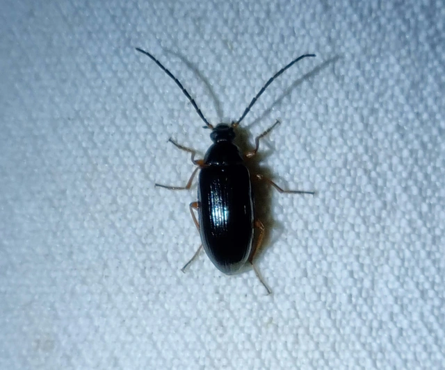 Gonodera luperus - gyászos alkonybogár