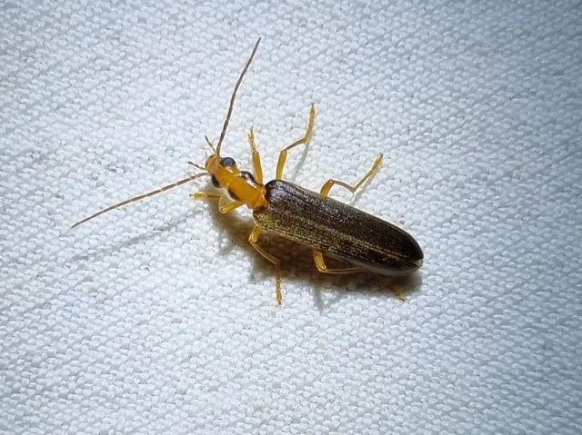 Nacerdes carniolica - karnóliai álcincér