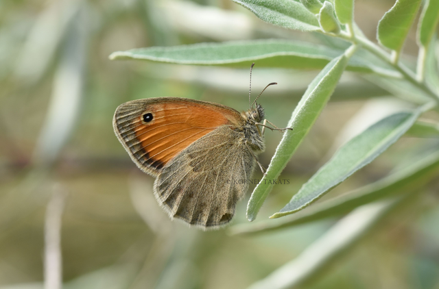 Coenonympha pamphilus - kis szénalepke