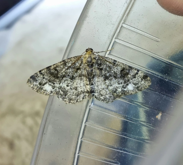 Parectropis similaria - barna zuzmóaraszoló