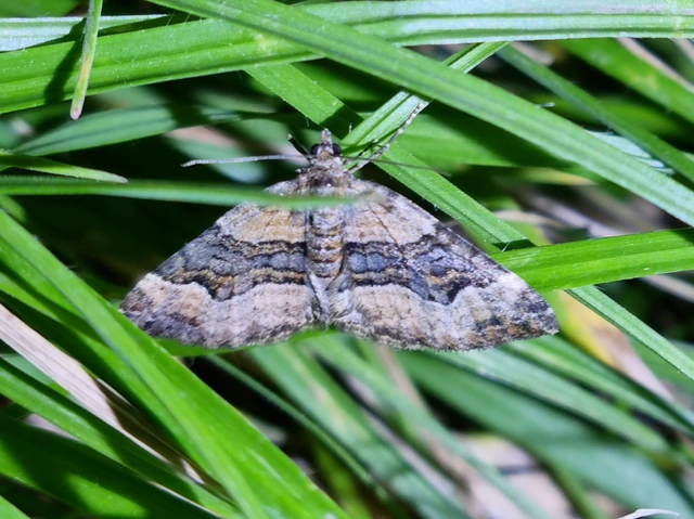 Xanthorhoe biriviata - kétsávos tarkaaraszoló