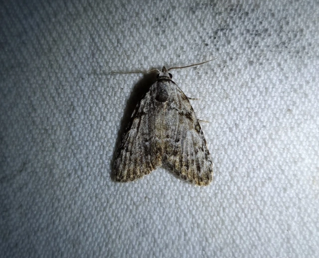 Meganola strigula - hamvas pamacsosszövő