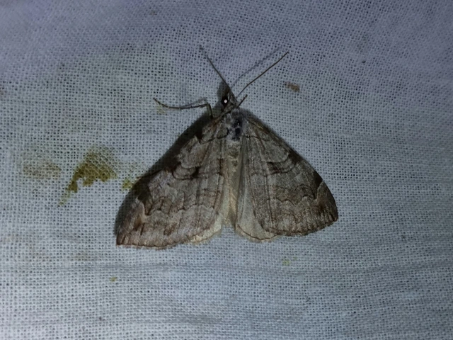 Aplocera plagiata - szürke csíkosaraszoló
