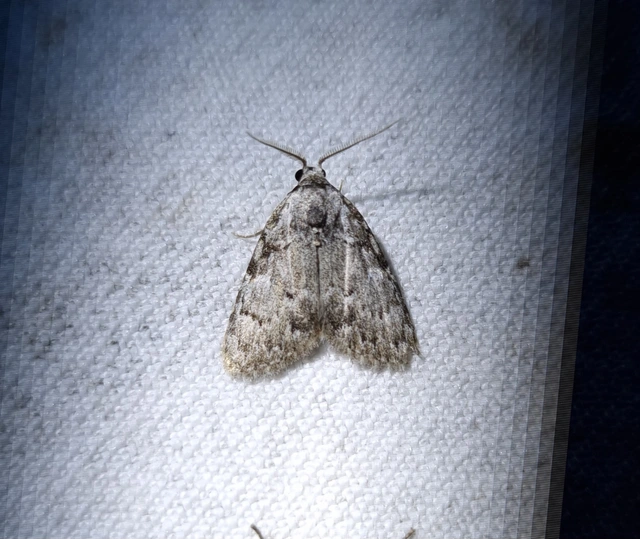 Meganola strigula - hamvas pamacsosszövő