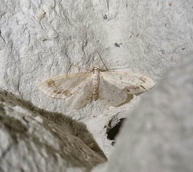 Idaea trigeminata - csúcsfoltos apróaraszoló