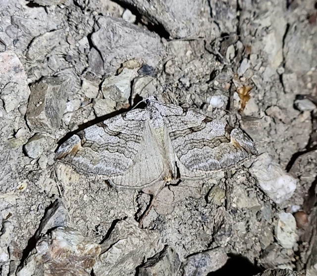 Aplocera plagiata - szürke csíkosaraszoló