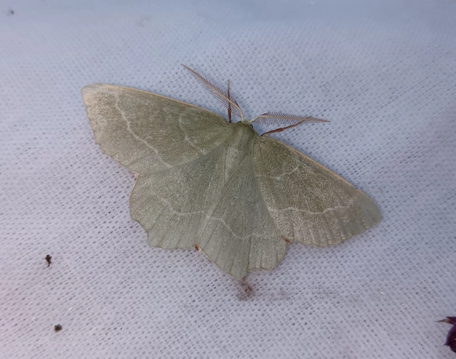 Thalera fimbrialis - csipkésszélű zöldaraszoló