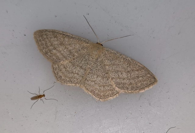 Scopula virgulata - vesszős sávosaraszoló