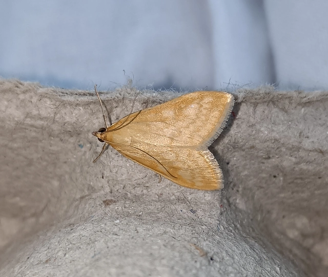 Sitochroa verticalis - világossárga dudvamoly