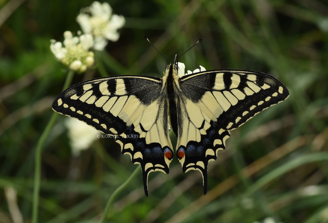 Papilio machaon - fecskefarkú lepke